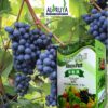 Alruya Fert 12-12-36 - Image 2